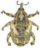 Sternochetus mangiferae